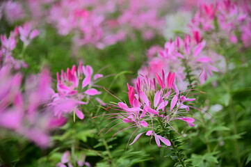 Dec 10, 2020. The photo was taken at the Chrysanthemum Exhibition in Taipei Shilin Official Residence, Taipei, Taiwan. Focus on the foreground flower against the blurred background.