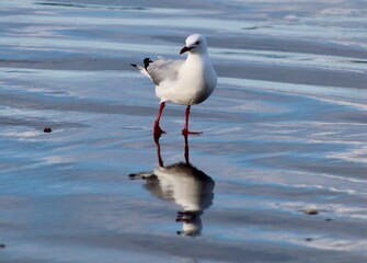 Red-Billed Gull on beach in New Zealand