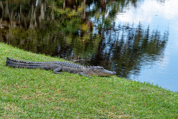 Alligator