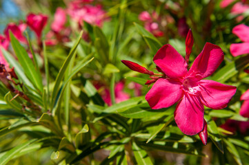 Obraz na płótnie Canvas pink oleander flowers