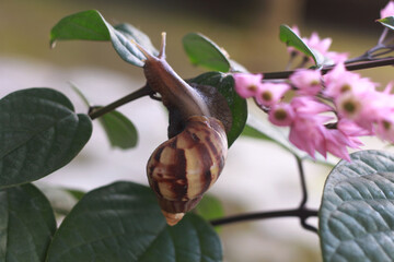 buds of magnolia
