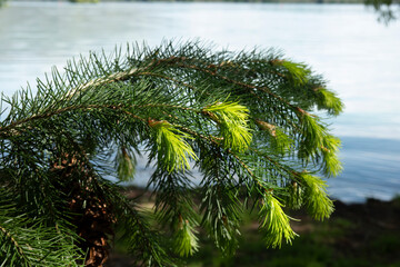 Pine tree species close up