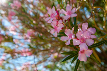 Obraz premium pink oleander flower