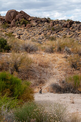 hare in a desert landscape