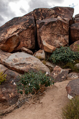 Fototapeta na wymiar petroglyphs at grapevine canyon