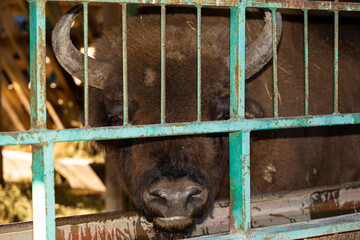 European bison (Bison bonasus), also known as the wisent. Muzzle of an animal at close range. Bull in the pen. © Piotr