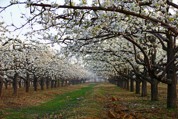 Blooming pear flower, very beautiful