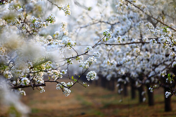 Blooming pear flower, very beautiful