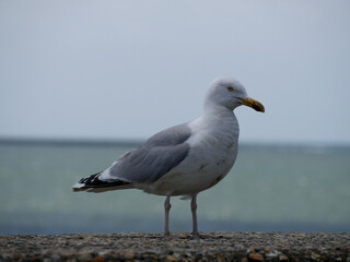 goéland aux aguets ...