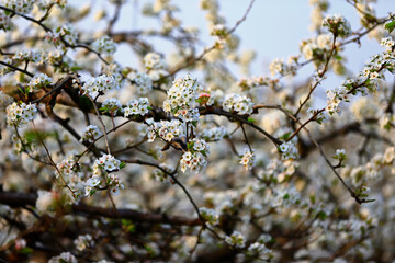 Blooming pear flower, very beautiful