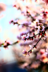 In full bloom in the peach blossom