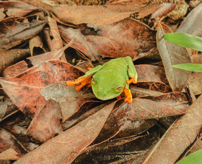 Red Eyed Tree Frog