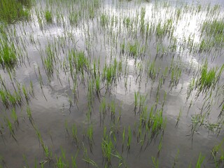 paddy field 