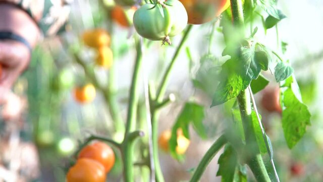 Close up of farmer hands harvesting red tomato in green house. Gardener picking ripe tomatoes.