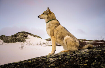 Obraz premium wolfhound workingdog