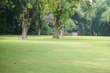 Big Trees on the lawn in the park