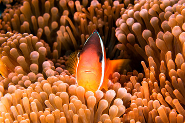 Anemonefish, Fiji