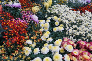 Mixed of chrysanthemum flowers of different sizes and colors