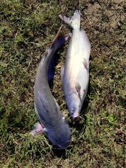 Two channel catfish on top of the ground