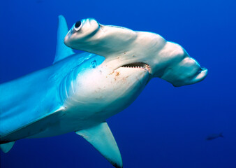 Hammerhead shark, Darwin's arch, Galapagos