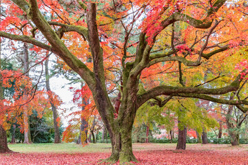 大きなもみじの木の紅葉　京都御苑