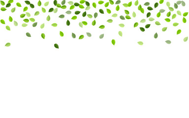 Olive Leaf Blur Vector Branch. Organic Foliage 