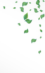 Green Greenery Spring Vector White Background 