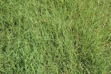 Fresh green grass in nature garden
