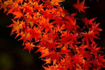 真っ赤な紅葉