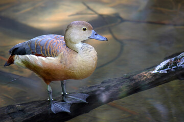 The lesser whistling duck (Dendrocygna javanica), Indian whistling duck or lesser whistling teal