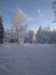 snow covered trees