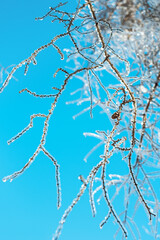 Tree twigs are covered with sparkling ice and icicles on the blue sky background. Frosty snowy weather. Beautiful Winter scenes. Natural background.