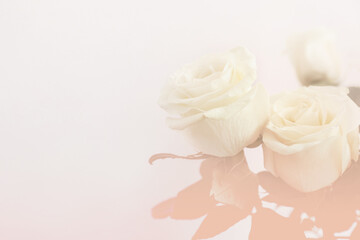 Obraz na płótnie Canvas Beautiful white roses on light background