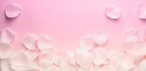 Beautiful rose petals on color background