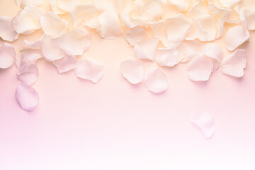 Beautiful rose petals on color background