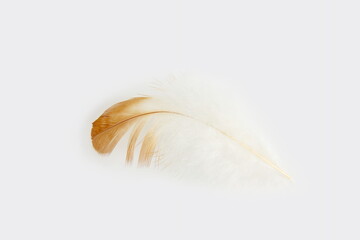 Beautiful brown feather in white background with text copy space