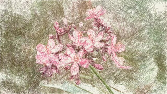 art drawing color of Jatropha integerrima flower in nature garden