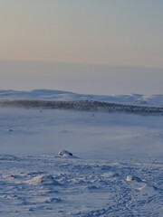 Arctic Tundra of Norway