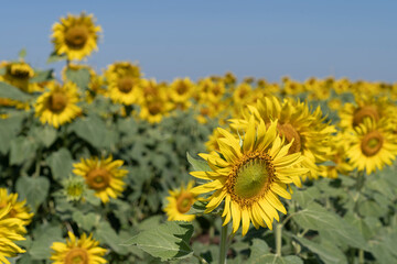 sunflowers garden