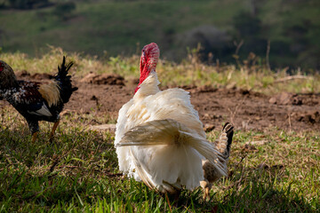 live turkey walking on the grass on a farm