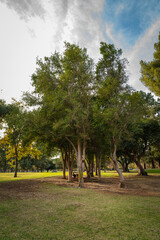 Forest lawn with cloudy sky