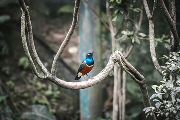 magpie on a branch