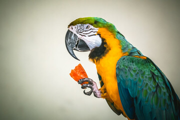 Scarlet macaw parot feeding papaya
