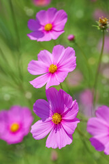 Cosmos flowers blooming in the garden nature blur background