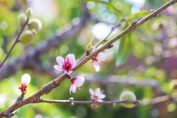 Soft focus, beautiful Wild Himalayan Cherry blossom, Prunus cerasoides in Thailand,