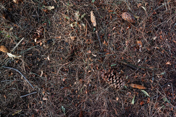 Pine cones and leaves on the dry grass
