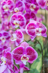 Fototapeta na wymiar purple orchids or violet orchids isolated on blurred background