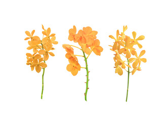 collection yellow orchid flower isolated on white background. with clipping path.