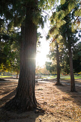Sunset view behind the woods