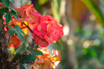 red and yellow flowers